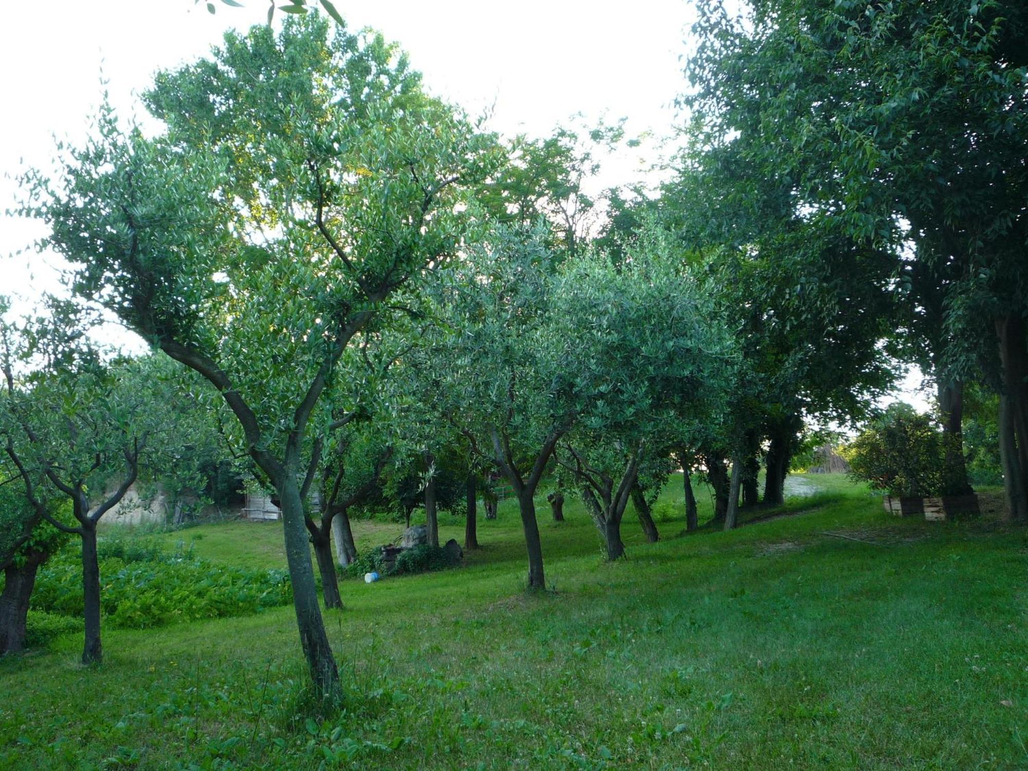 Agriturismo Lupo Bianco Monzambano Dış mekan fotoğraf