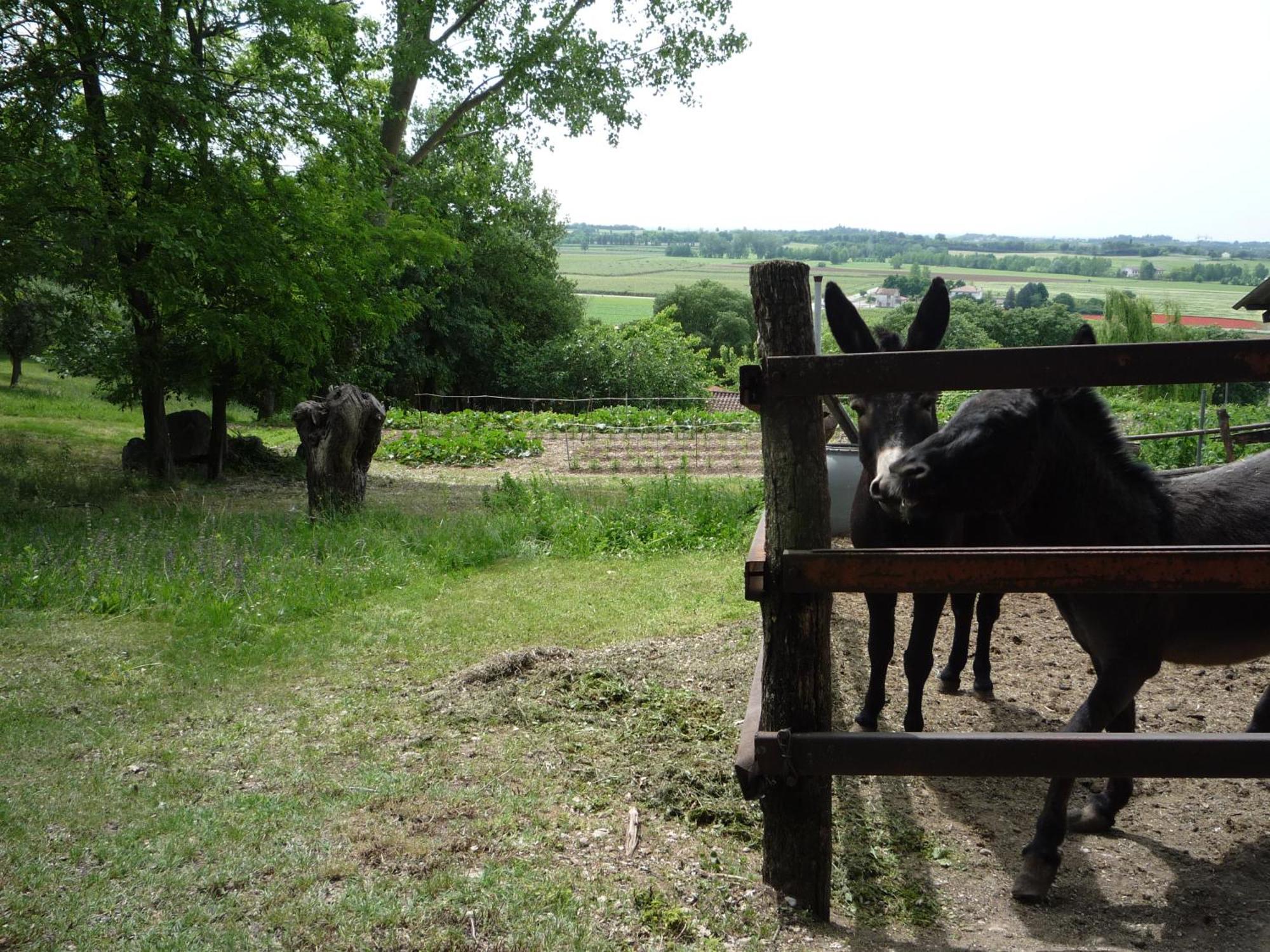 Agriturismo Lupo Bianco Monzambano Dış mekan fotoğraf