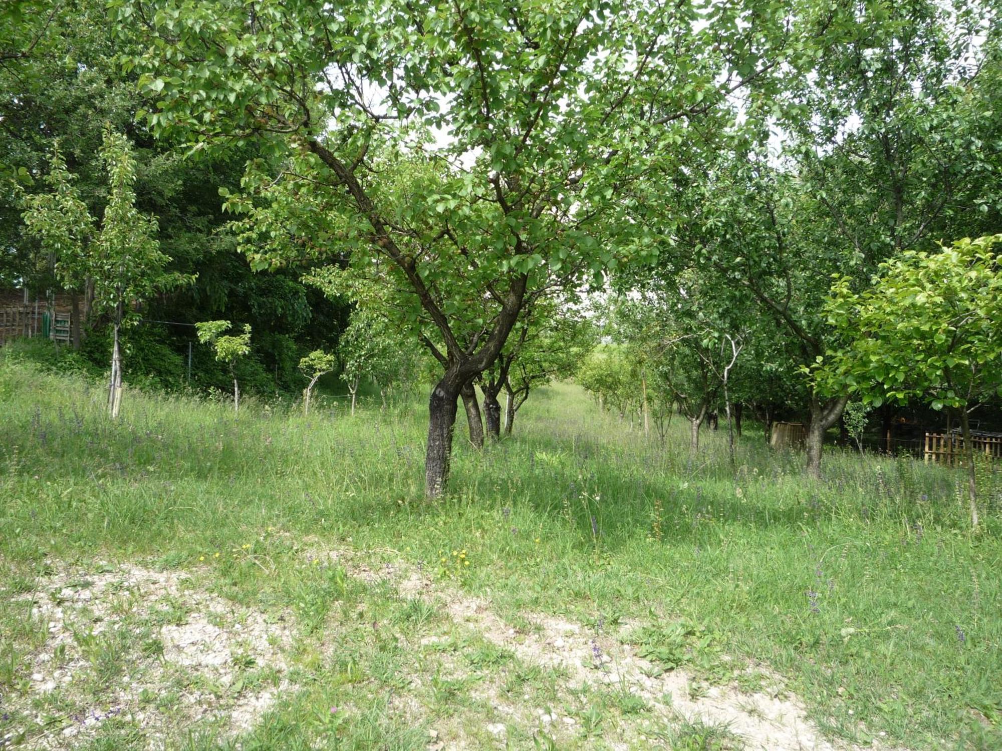 Agriturismo Lupo Bianco Monzambano Dış mekan fotoğraf