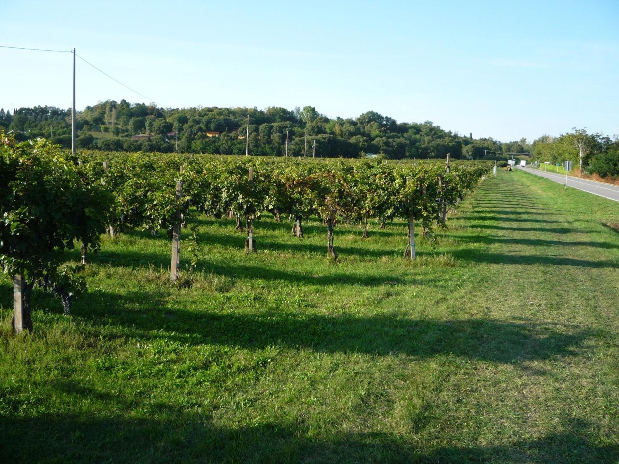 Agriturismo Lupo Bianco Monzambano Dış mekan fotoğraf
